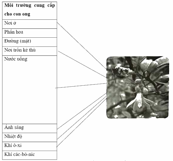 Vở bài tập Khoa học lớp 5 Kết nối tri thức Bài 28: Chức năng của môi trường đối với sinh vật