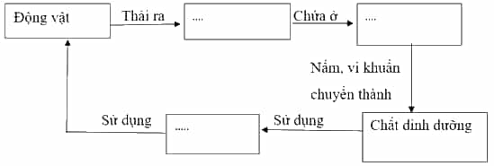 Vở bài tập Khoa học lớp 5 Kết nối tri thức Bài 28: Chức năng của môi trường đối với sinh vật