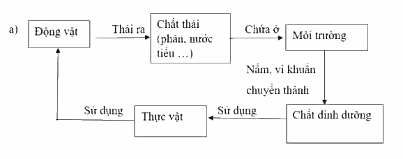 Vở bài tập Khoa học lớp 5 Kết nối tri thức Bài 28: Chức năng của môi trường đối với sinh vật