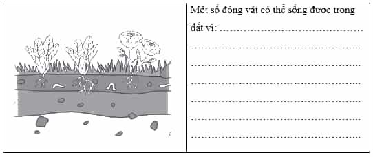 Vở bài tập Khoa học lớp 5 Chân trời sáng tạo Bài 1: Thành phần và vai trò của đất