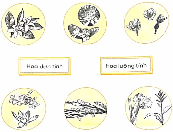 Vở bài tập Khoa học lớp 5 Chân trời sáng tạo Bài 13: Sự sinh sản của thực vật có hoa