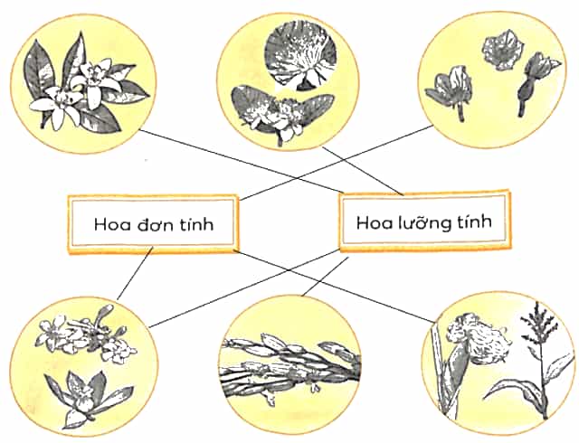 Vở bài tập Khoa học lớp 5 Chân trời sáng tạo Bài 13: Sự sinh sản của thực vật có hoa