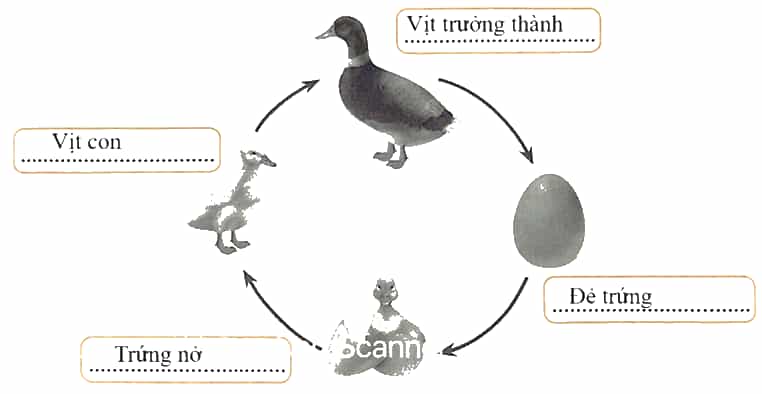 Vở bài tập Khoa học lớp 5 Chân trời sáng tạo Bài 16: Sự lớn lên và phát triển của động vật