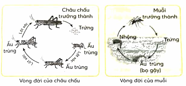 Vở bài tập Khoa học lớp 5 Chân trời sáng tạo Bài 16: Sự lớn lên và phát triển của động vật