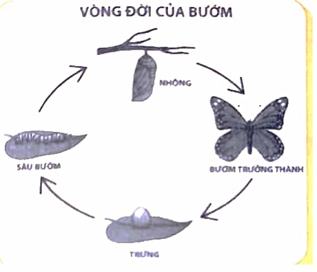 Vở bài tập Khoa học lớp 5 Chân trời sáng tạo Bài 17: Ôn tập chủ đề Thực vật và động vật
