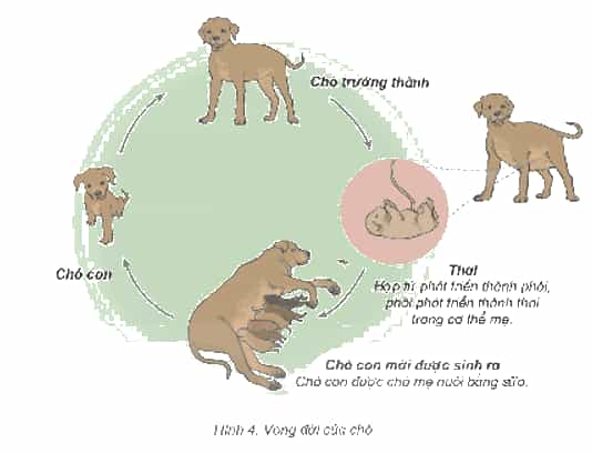 Vở bài tập Khoa học lớp 5 Chân trời sáng tạo Bài 17: Ôn tập chủ đề Thực vật và động vật