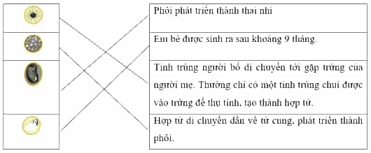 Vở bài tập Khoa học lớp 5 Chân trời sáng tạo Bài 23: Sự sinh sản ở người