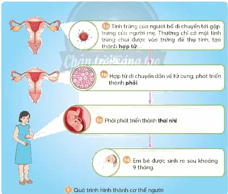 Vở bài tập Khoa học lớp 5 Chân trời sáng tạo Bài 23: Sự sinh sản ở người