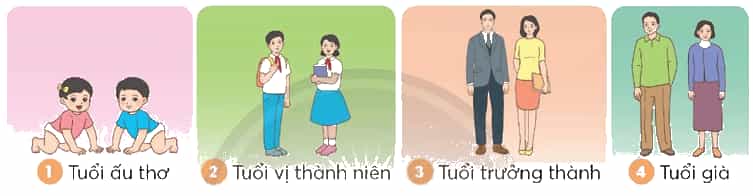 Vở bài tập Khoa học lớp 5 Chân trời sáng tạo Bài 24: Các giai đoạn phát triển của con người 
