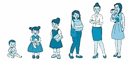 Vở bài tập Khoa học lớp 5 Chân trời sáng tạo Bài 24: Các giai đoạn phát triển của con người 