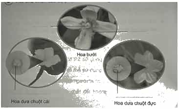 Vở bài tập Khoa học lớp 5 Cánh diều Bài 8: Sự sinh sản của thực vật có hoa