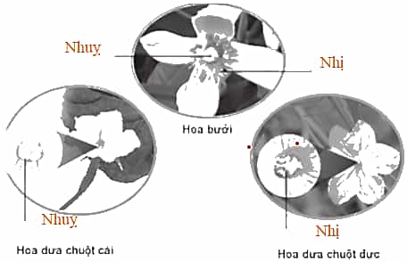 Vở bài tập Khoa học lớp 5 Cánh diều Bài 8: Sự sinh sản của thực vật có hoa