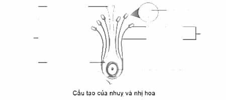 Vở bài tập Khoa học lớp 5 Cánh diều Bài 8: Sự sinh sản của thực vật có hoa
