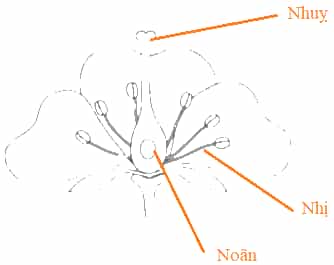 Vở bài tập Khoa học lớp 5 Cánh diều Bài 8: Sự sinh sản của thực vật có hoa