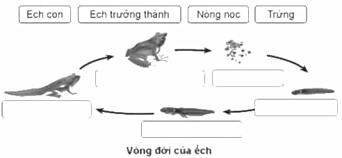 Vở bài tập Khoa học lớp 5 Cánh diều Bài 11: Vòng đời của động vật đẻ trứng và động vật đẻ con