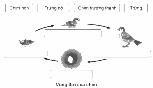 Vở bài tập Khoa học lớp 5 Cánh diều Bài 11: Vòng đời của động vật đẻ trứng và động vật đẻ con