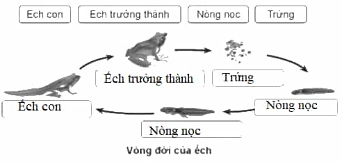 Vở bài tập Khoa học lớp 5 Cánh diều Bài 11: Vòng đời của động vật đẻ trứng và động vật đẻ con