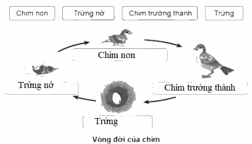 Vở bài tập Khoa học lớp 5 Cánh diều Bài 11: Vòng đời của động vật đẻ trứng và động vật đẻ con