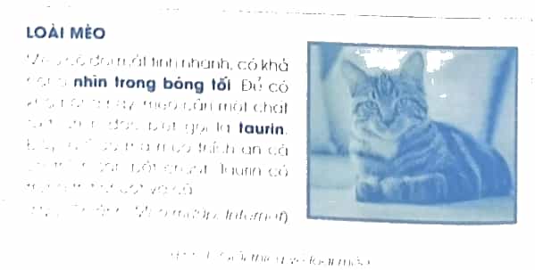 Vở bài tập Tin học lớp 5 Cánh diều Bài 5: Thực hành tổng hợp soạn thảo văn bản