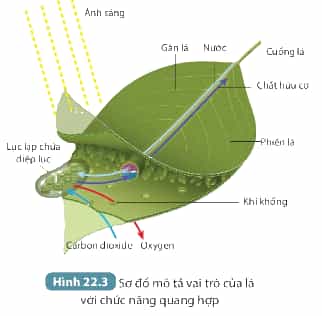 Diagram, radar chartDescription automatically generated