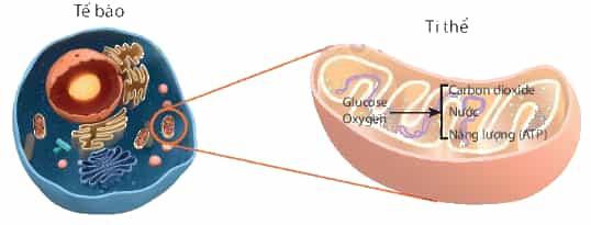 DiagramDescription automatically generated
