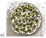 A picture containing vegetableDescription automatically generated