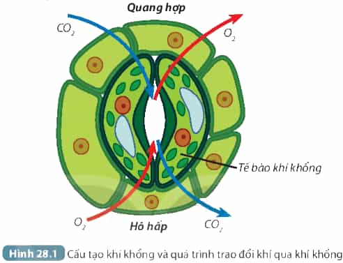 DiagramDescription automatically generated