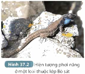 A lizard on a rockDescription automatically generated with medium confidence
