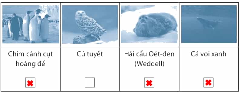 Quan sát các hình sau, hãy đánh dấu (X)
