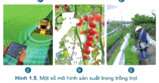A picture containing text, vegetableDescription automatically generated