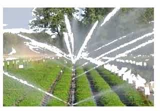 A water sprinkler spraying water on a fieldDescription automatically generated with low confidence