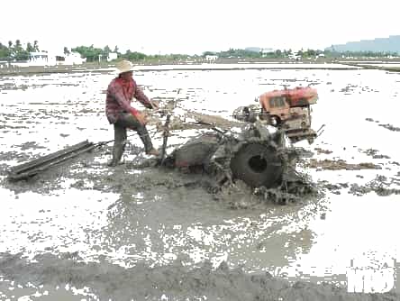 NTO - Thực hiện đồng bộ các giải pháp sản xuất vụ mùa