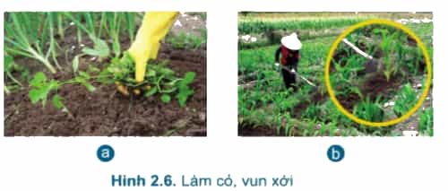 A picture containing text, grassDescription automatically generated