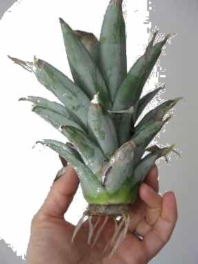 Hướng dẫn trồng dứa đơn giản tại nhà