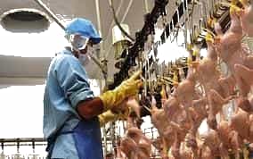 Nâng cao giá trị xuất khẩu sản phẩm chăn nuôi - Báo Nhân Dân