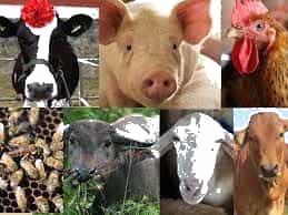 hoichannuoi.vn-chien-luoc-chan-nuoi-3 - Tạp chí Chăn nuôi Việt Nam