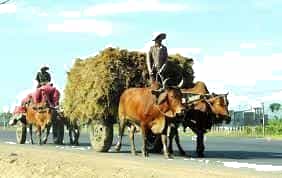 A picture containing text, road, cow, outdoorDescription automatically generated