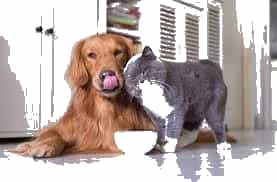 A dog and a cat sitting on the floorDescription automatically generated with low confidence