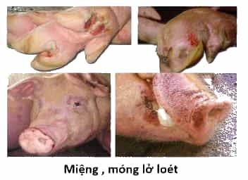 Quyết định về việc ban hành Kế hoạch thông tin, tuyên truyền phòng, chống bệnh Lở mồm long móng giai đoạn 2021 - 2025 trên địa bàn tỉnh - Xuất bản thông tin