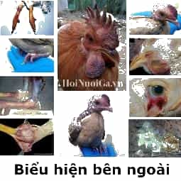 Biểu Hiện Khi Gà bị mắc Bệnh Cúm Gia Cầm | hoinuoiga.vn