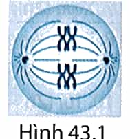 Hình 43.1 mô tả một tế bào đang phân chia. Tế bào đang ở kì nào của phân bào