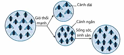 Hình dưới đây mô tả quần thể côn trùng chịu tác động của các yếu tố môi trường