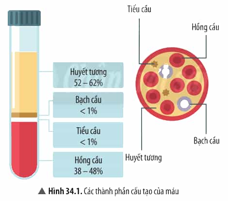 Quan sát Hình 34.1 và đọc thông tin trong Bảng 34.1, thực hiện các yêu cầu sau