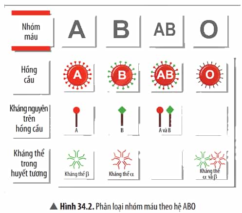Quan sát Hình 34.2 và cho biết ở người, nhóm máu A, B, AB, O tương ứng có loại