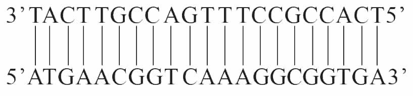 Nếu trình tự DNA của gene đang được phiên mã là trang 86 Sách bài tập Khoa học tự nhiên 9