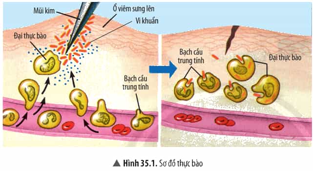 Đọc thông tin, quan sát Hình 35.1 – 35.3, hãy trình bày cơ chế miễn dịch