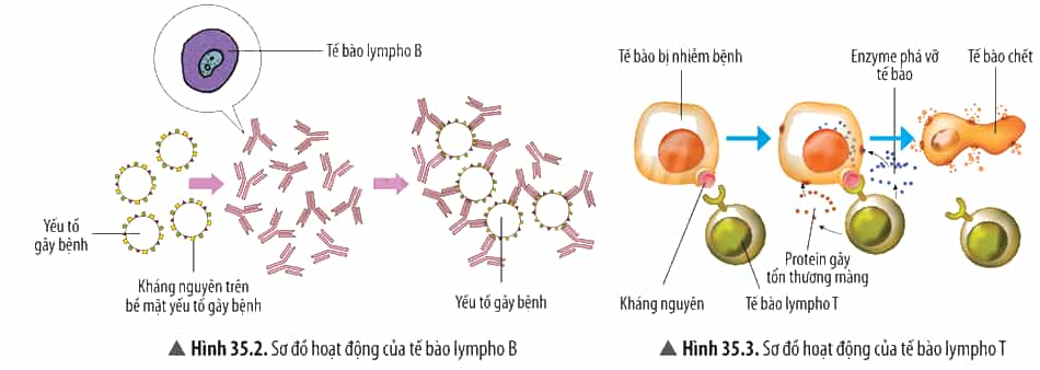 Đọc thông tin, quan sát Hình 35.1 – 35.3, hãy trình bày cơ chế miễn dịch