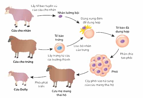 Tìm hiểu quá trình tạo ra cừu Dolly và cho biết đây là sinh sản vô tính