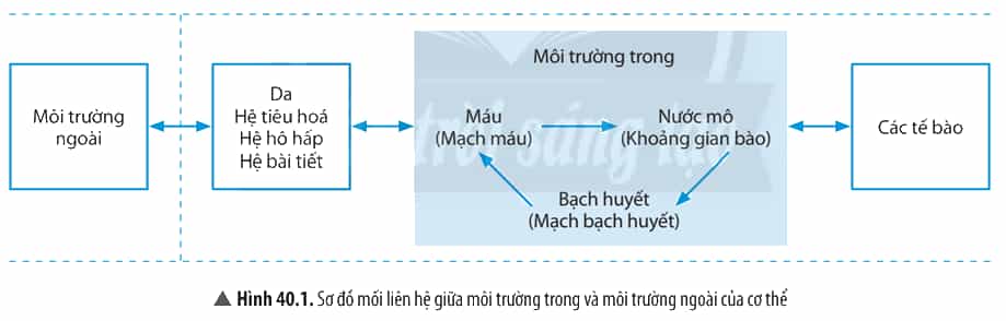 Quan sát Hình 40.1, cho biết: Môi trường trong của cơ thể gồm những thành phần