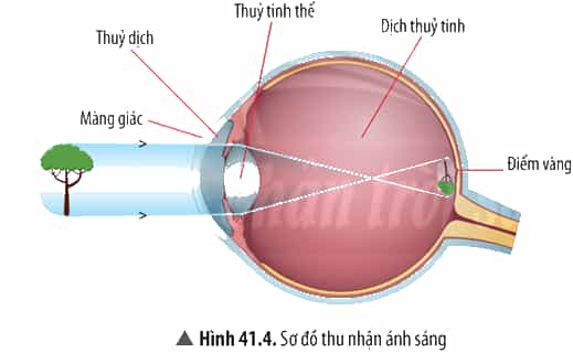 Quan sát Hình 41.4, trình bày quá trình thu nhận ánh sáng diễn ra ở mắt
